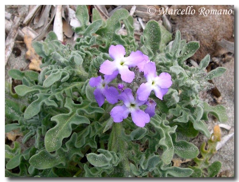 Matthiola tricuspidata / Violaciocca selvatica
